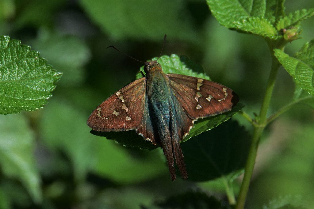 110 2015 Okeeheelee Nature Center, FL.01109092.JPG - Long-tailed Skipper (Urbanus proteus). Skipper. Butterfly. Okeeheelee Naature Center, FL, 1-10-2015